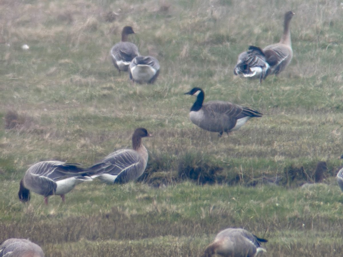 Stuart's birding tweet media