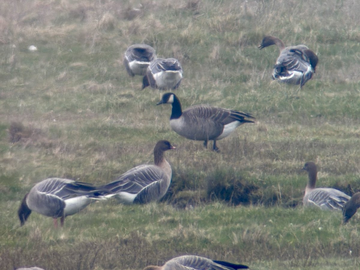 Stuart's birding tweet media
