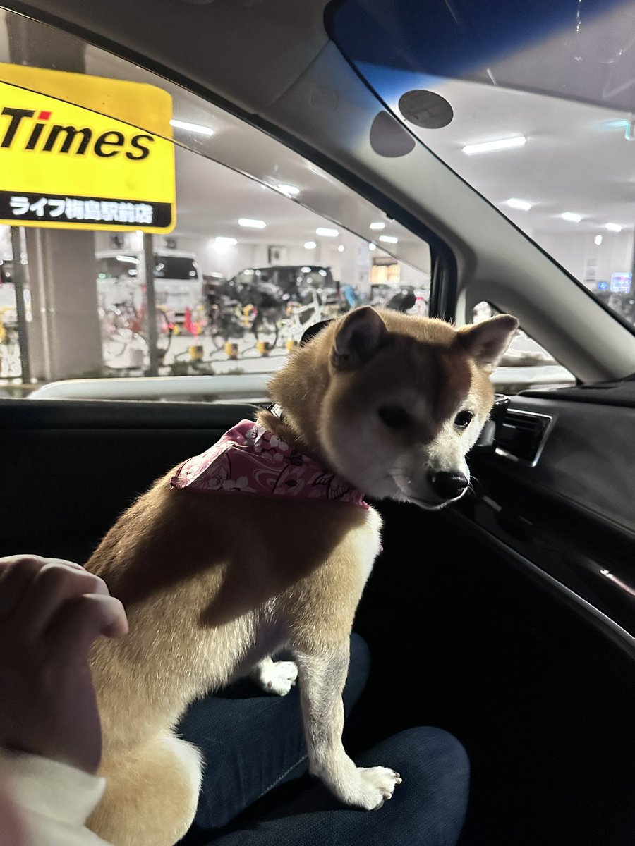 きなこ tweet media