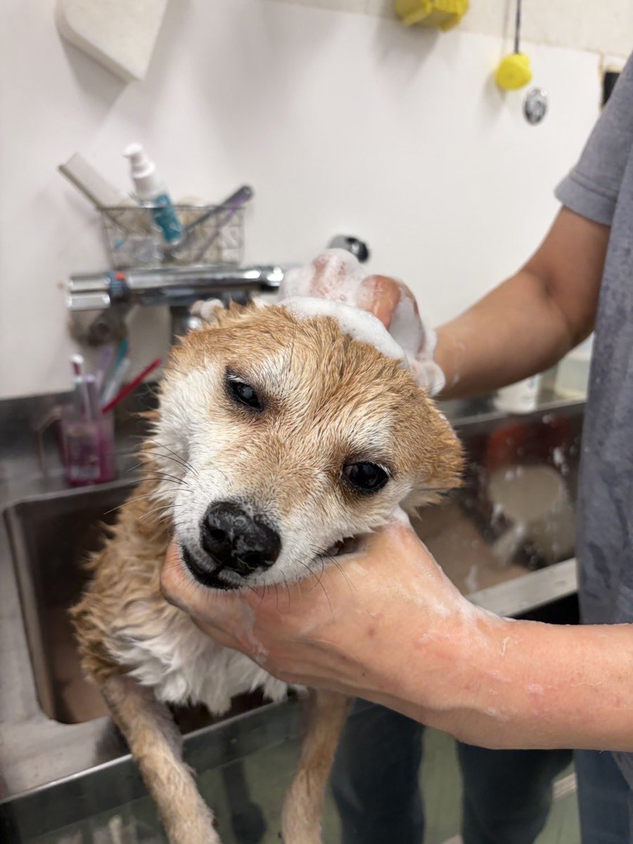 きなこ tweet media