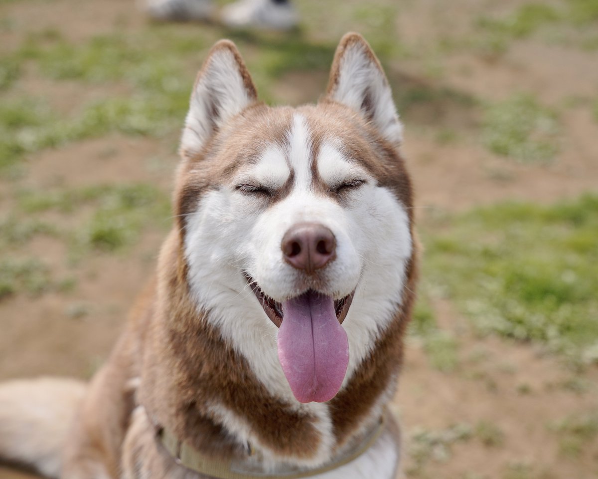 シベリアンハスキー大吉♂ tweet media