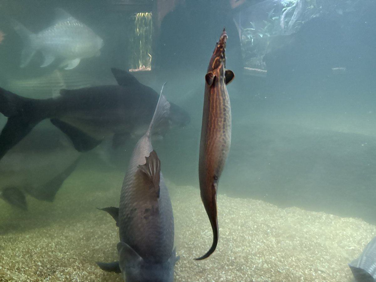 うおーん tweet media