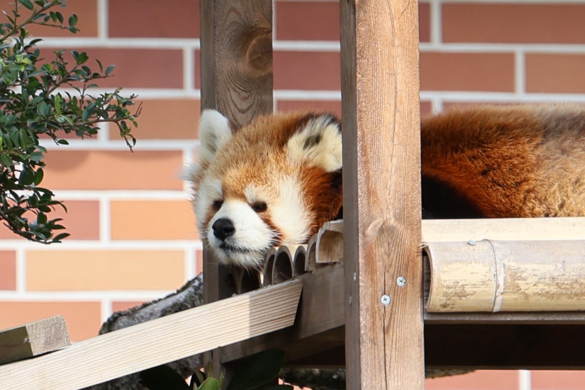 くまぱん tweet media