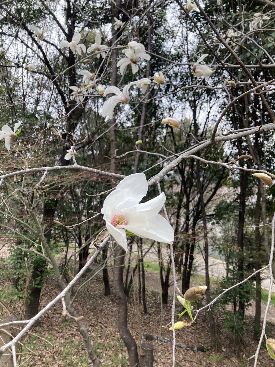 teruteru tweet media