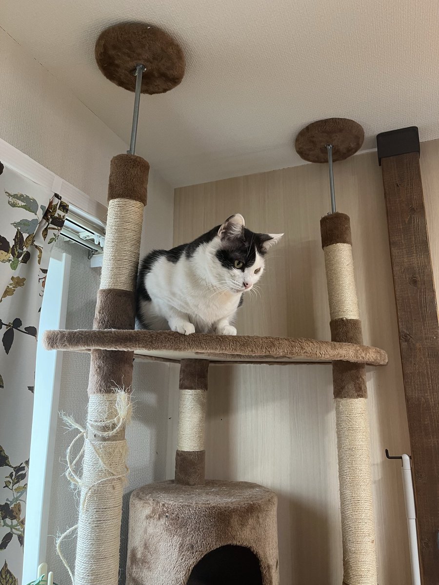 クロちゃん店長＠ダイナム下館店 tweet media