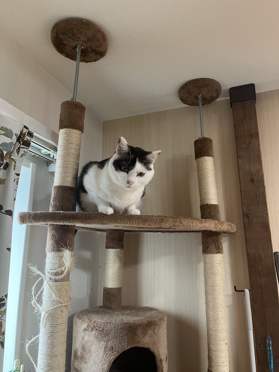 クロちゃん店長＠ダイナム下館店 tweet media