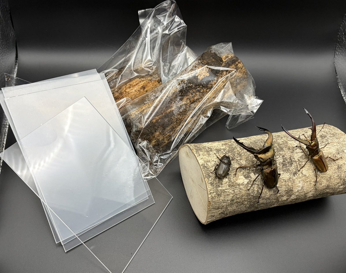 おりはる魂（元わこ） tweet media