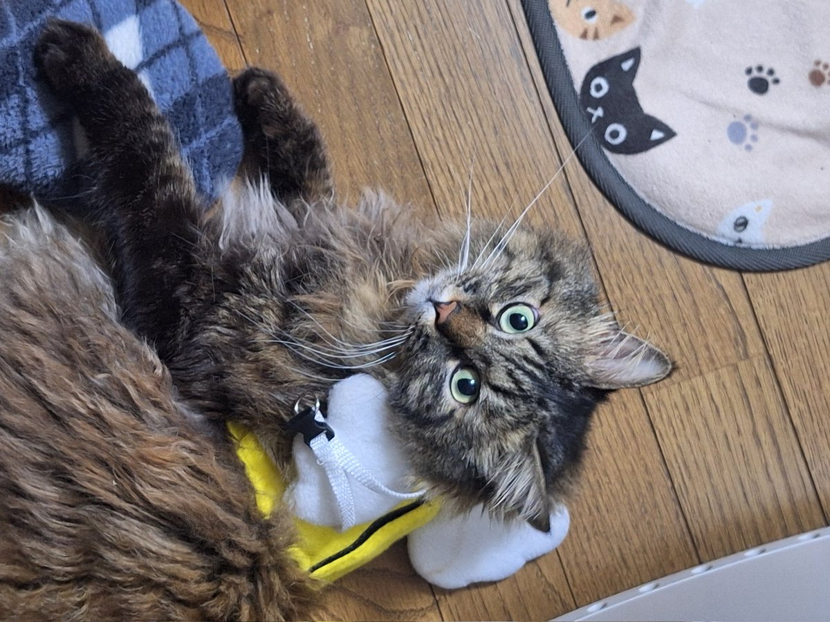 。。。 tweet media