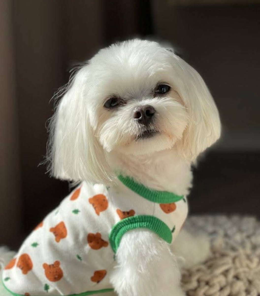 Patrick P tweet media