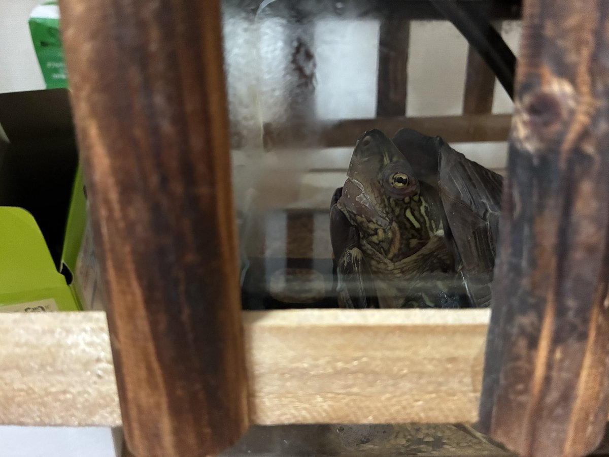 iPhone8から17に買い替えたんですが流石に高低差激しいですね！亀もこんなに綺麗にくっきり写せました。