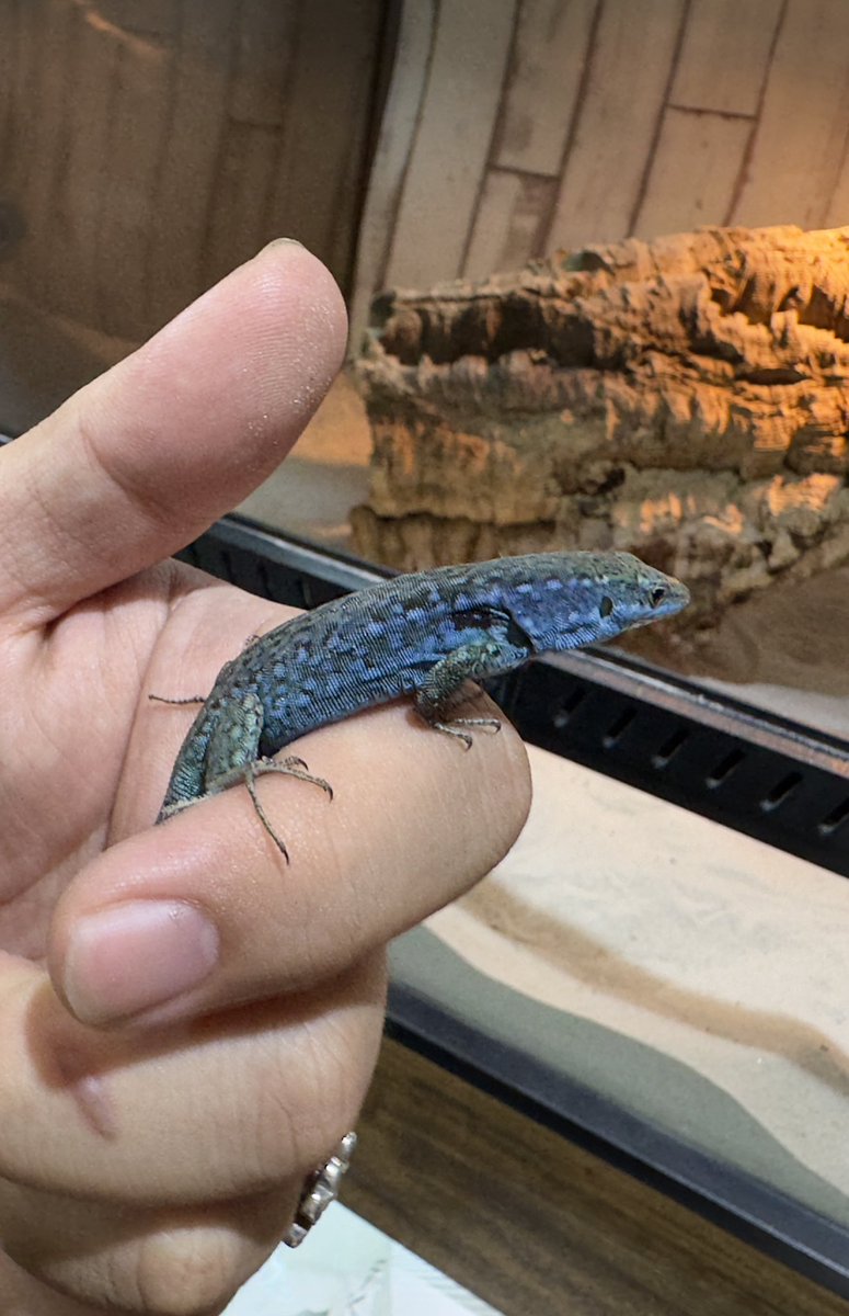 GUNGNIR ANIMALS tweet media