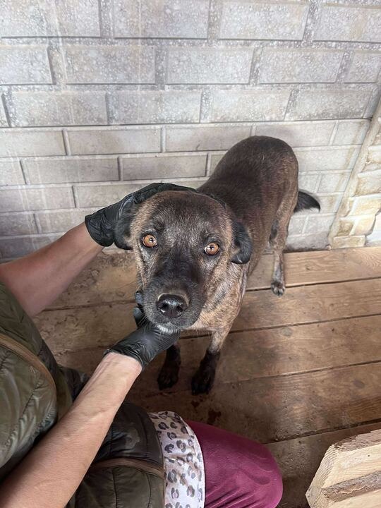 Pawprints to Freedom Rescue🐾 tweet media