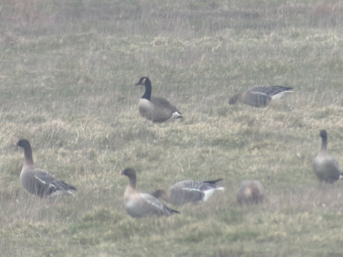 Stuart's birding tweet media