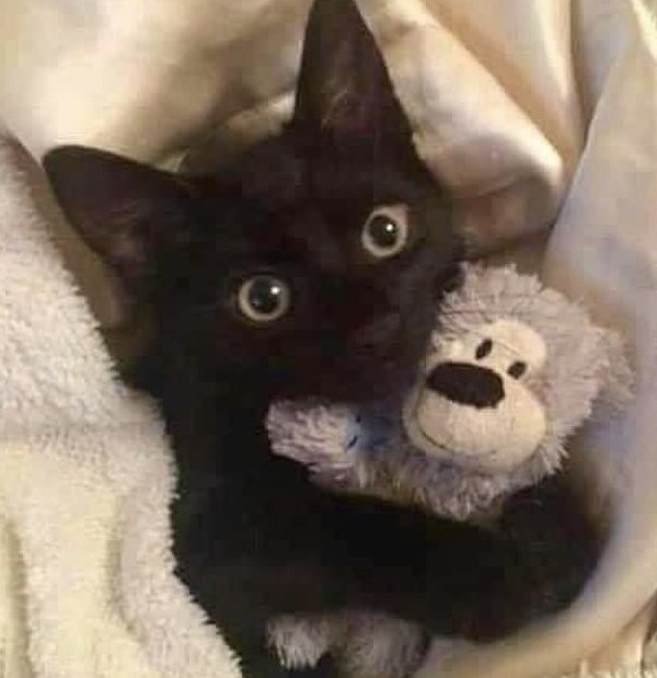 jack wolfe as cats tweet media