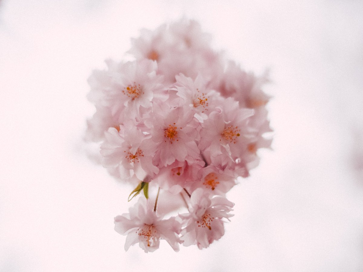 桜もあと少しで満開…
今年はどこに行こうかな

#カメラ好きな人と繋がりたい #写真好きな人と繋がりたい #桜 #cherryblossoms #fe100mmstf