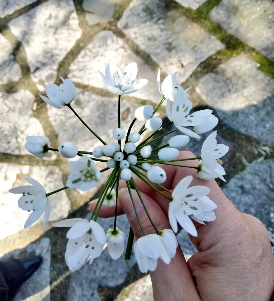 Teodolinda_92's tweet photo. In una bella giornata di sole mi godo la primavera e questo mazzolino di fiori meraviglioso.🌹
#likeme
#photoflower https://t.co/6IYbBkEo3b