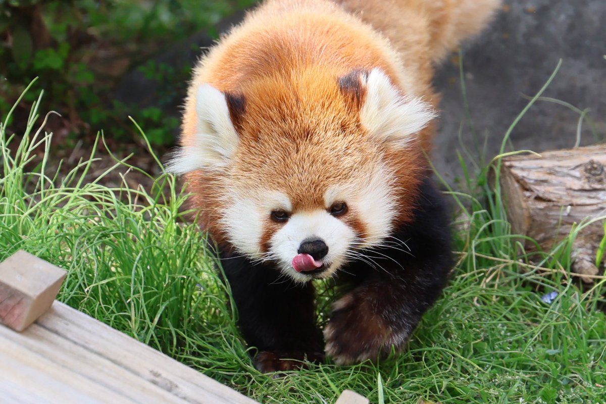 くまぱん tweet media