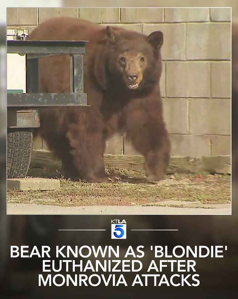 BullishDev tweet media