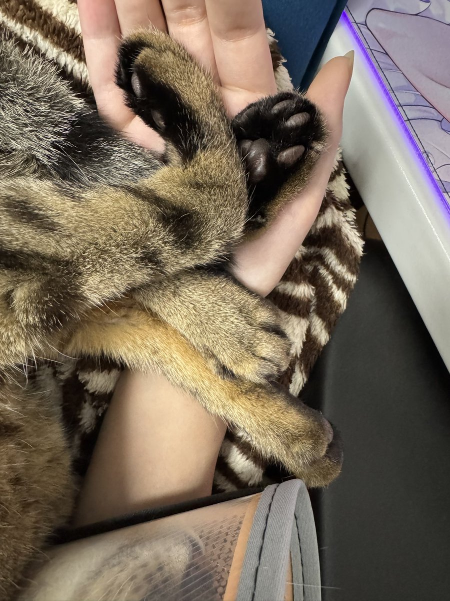 Bai || GOAT • ヤギ Vtuber 🦷 tweet media