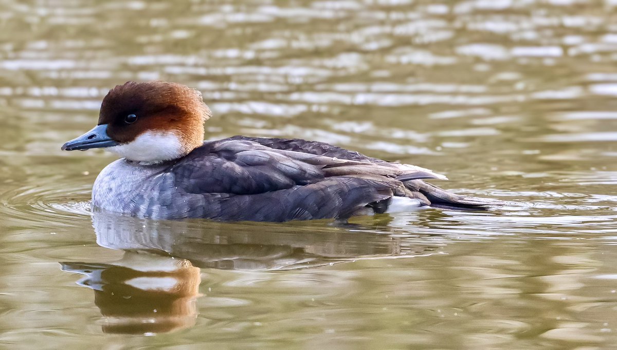 Marc Hunt tweet media