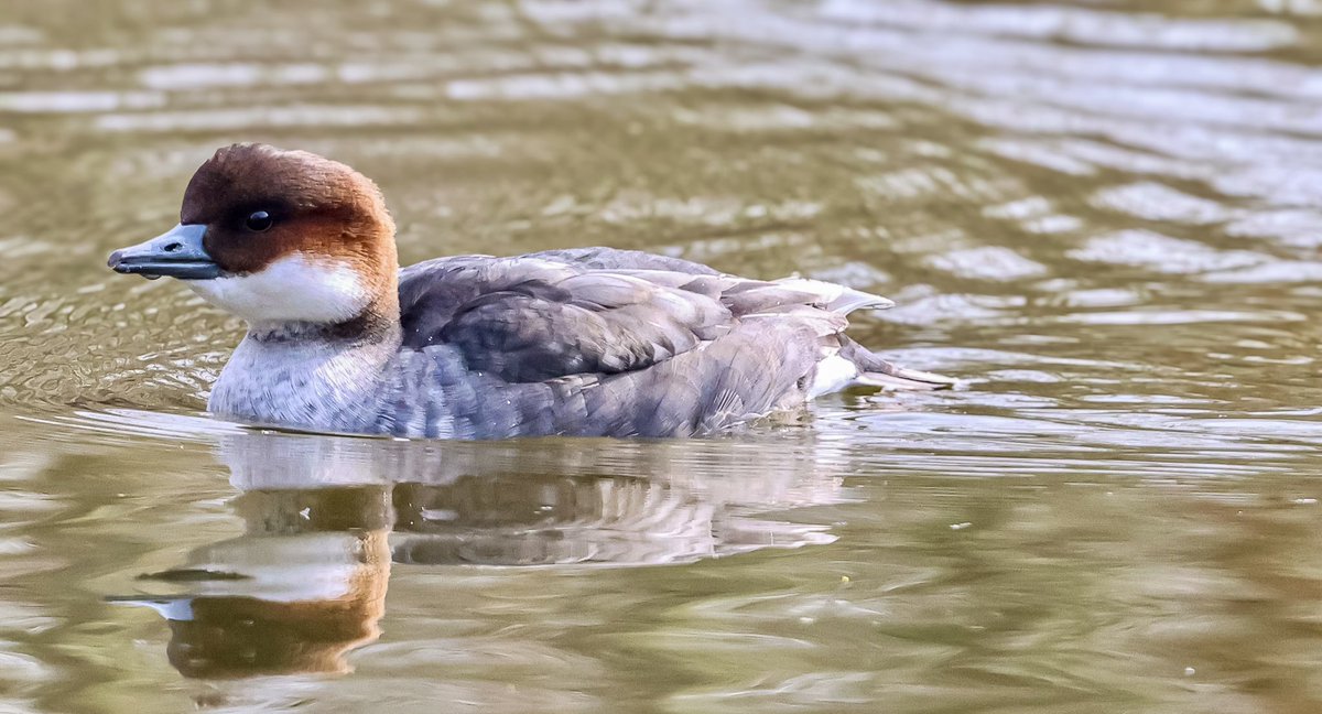 Marc Hunt tweet media