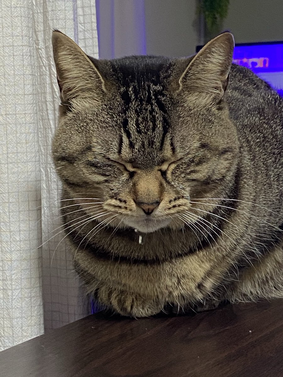 こんばんは。
いつものまん丸お目目が封印されている

#銀ちゃん
#保護猫
#キジトラ
#鍵尻尾
#猫好きさんと繋がりたい