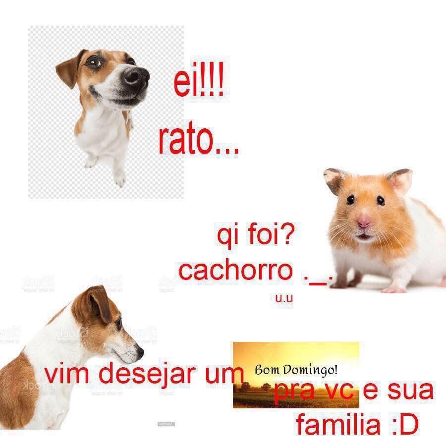 cachorro tweet media