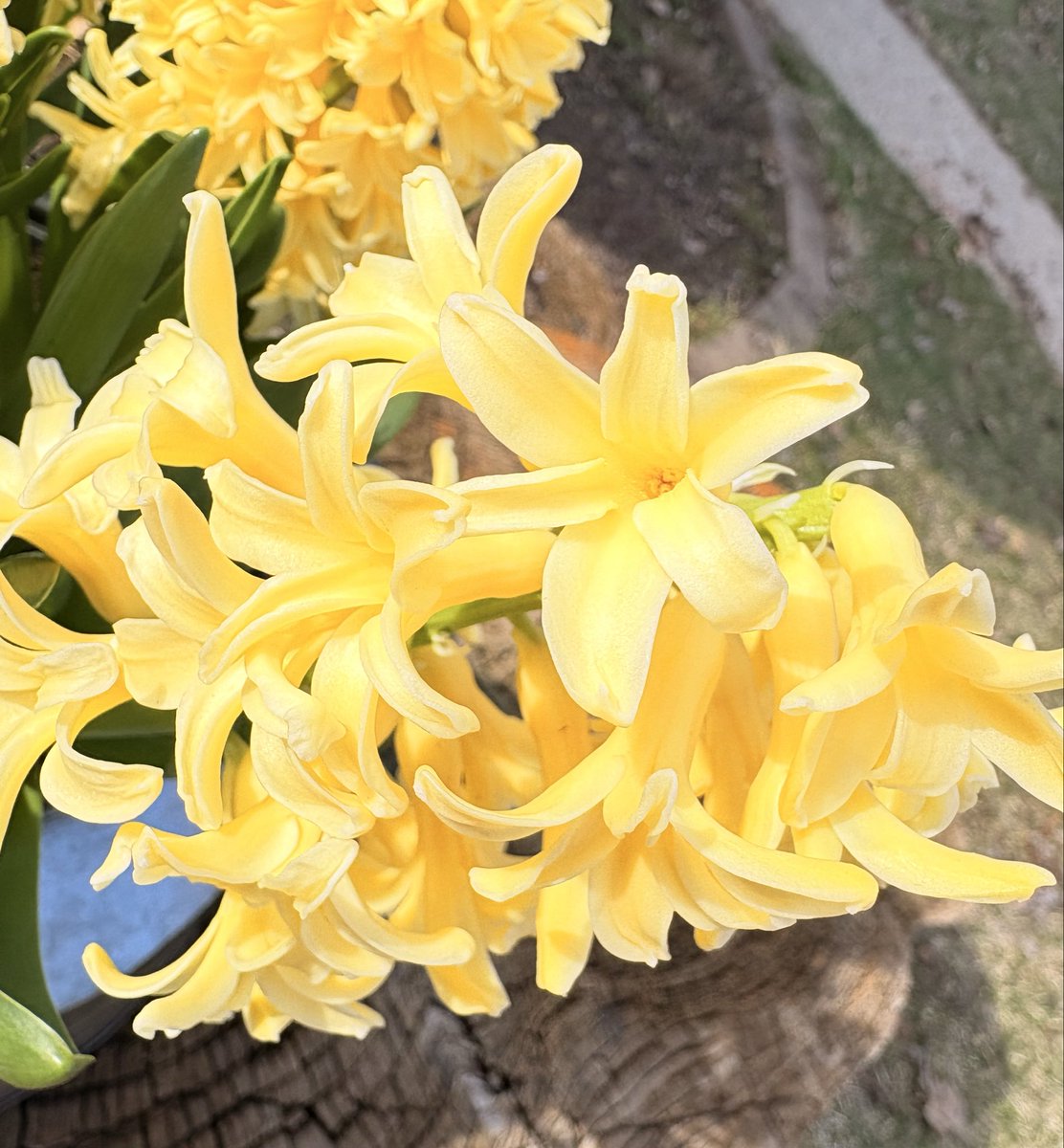 Rusty Patched tweet media