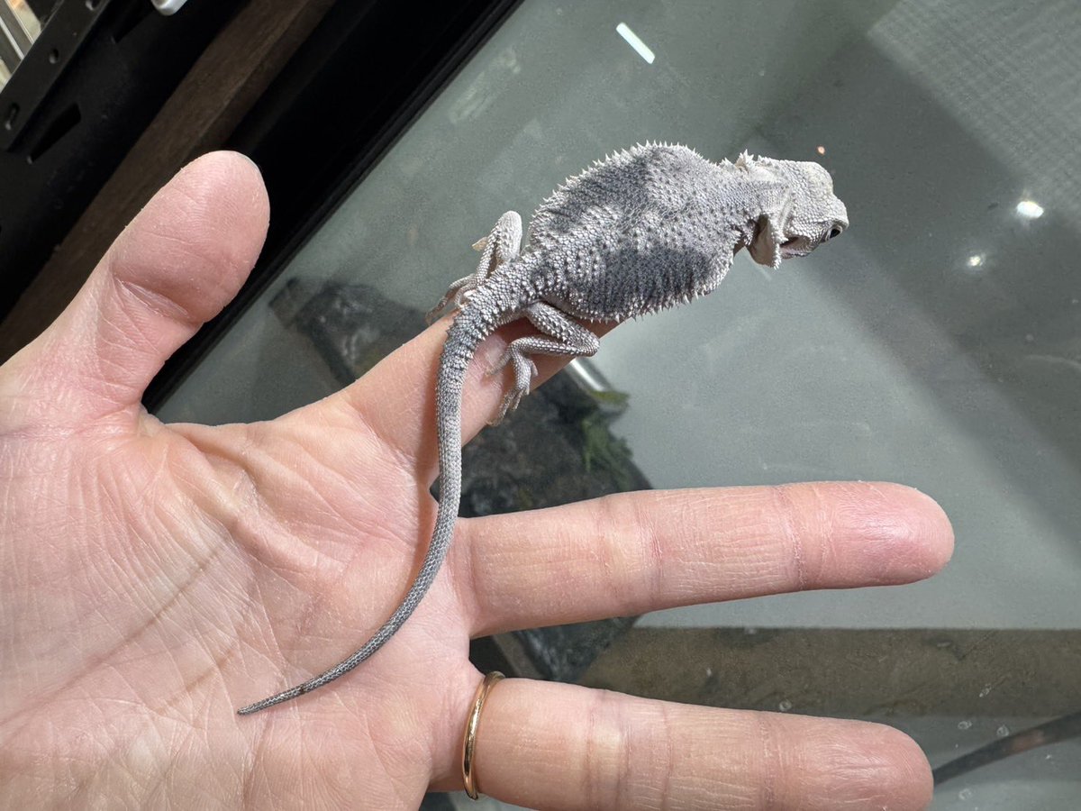 GUNGNIR ANIMALS tweet media