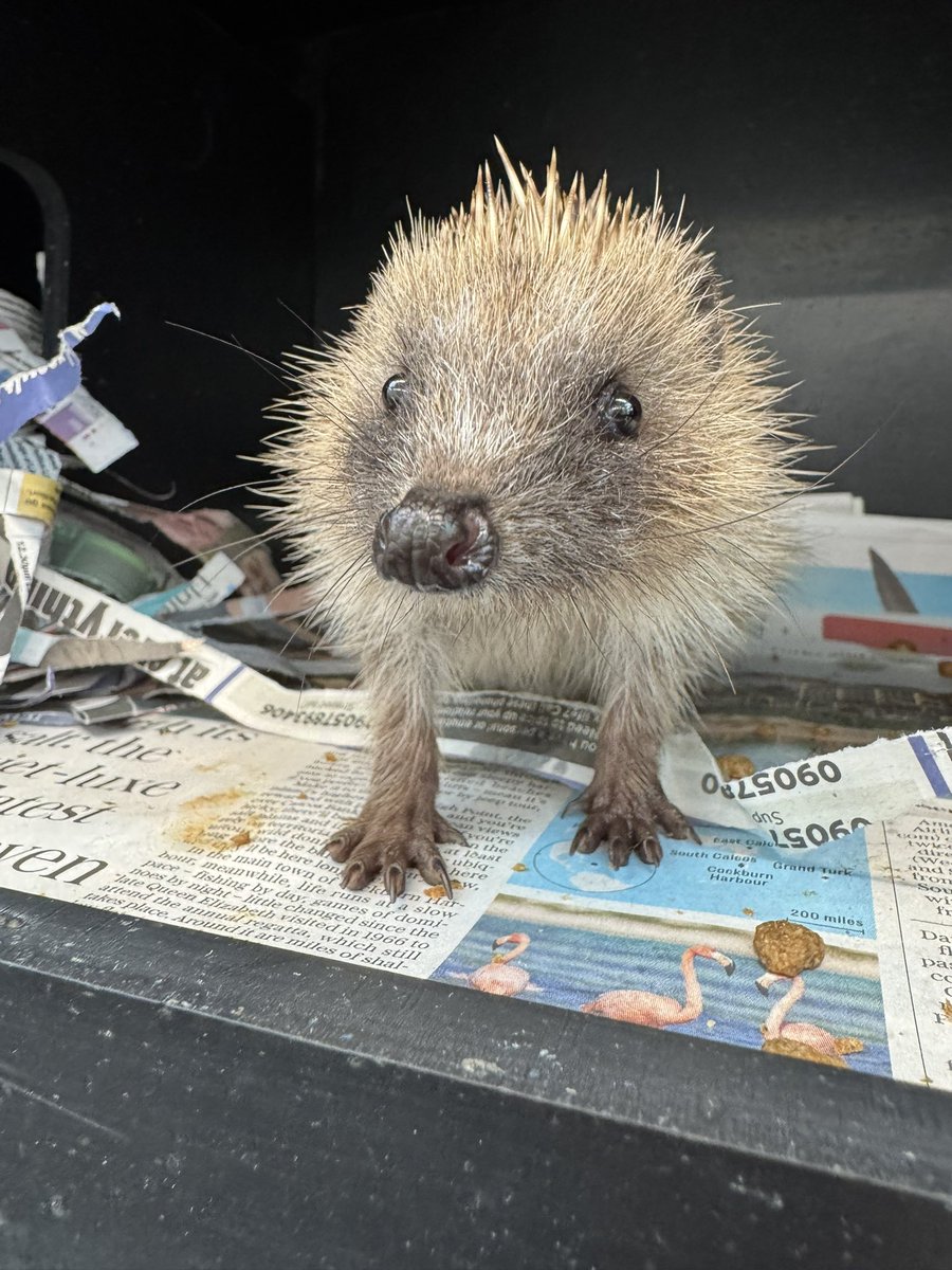 Prickles and Paws tweet media