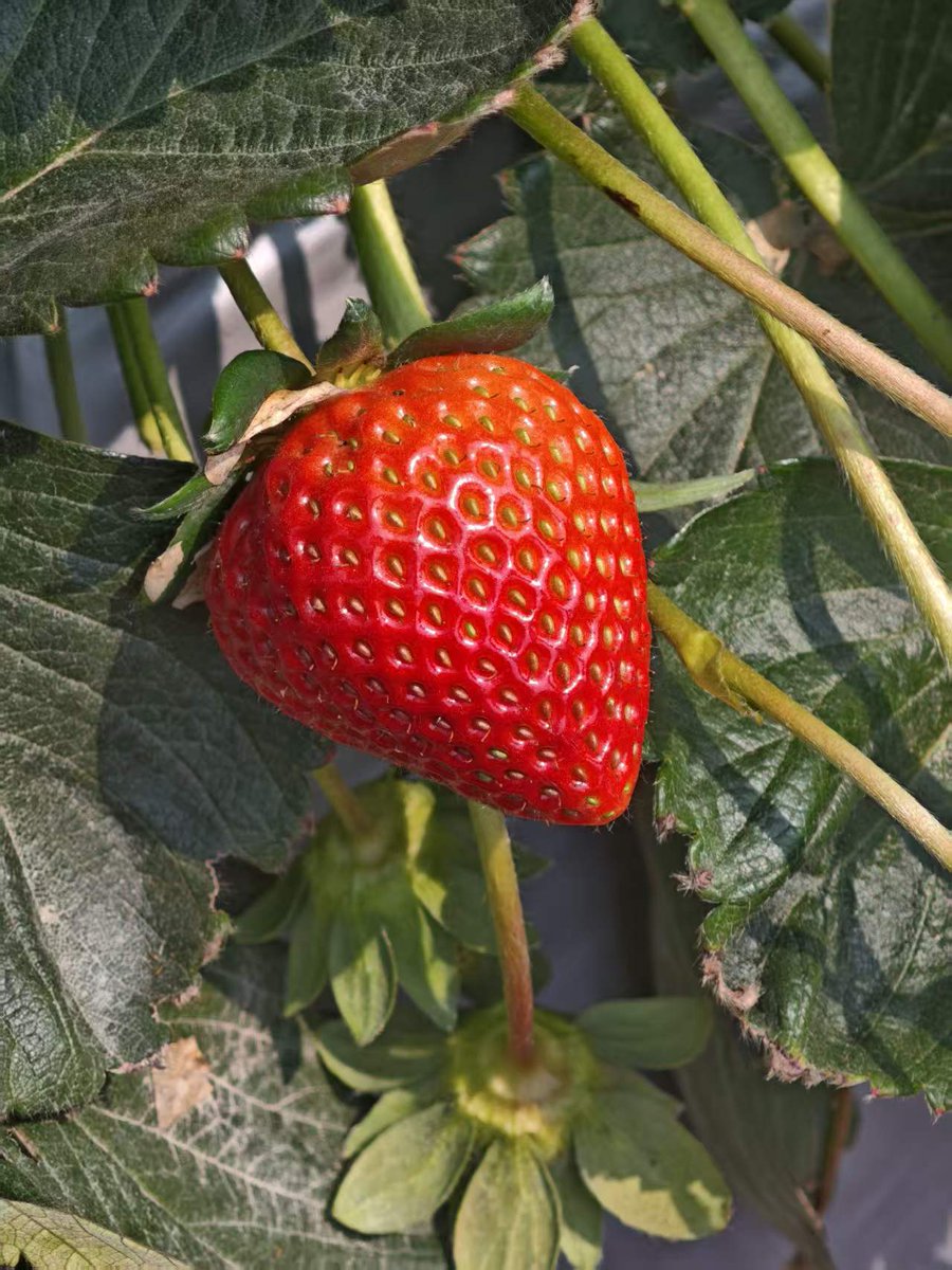 星宇泽 tweet media