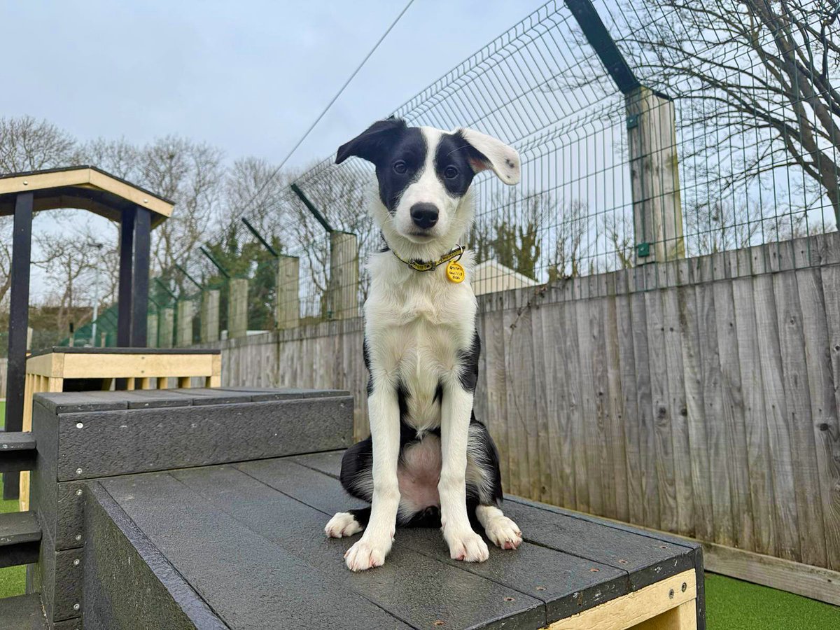 Dogs Trust Glasgow tweet media