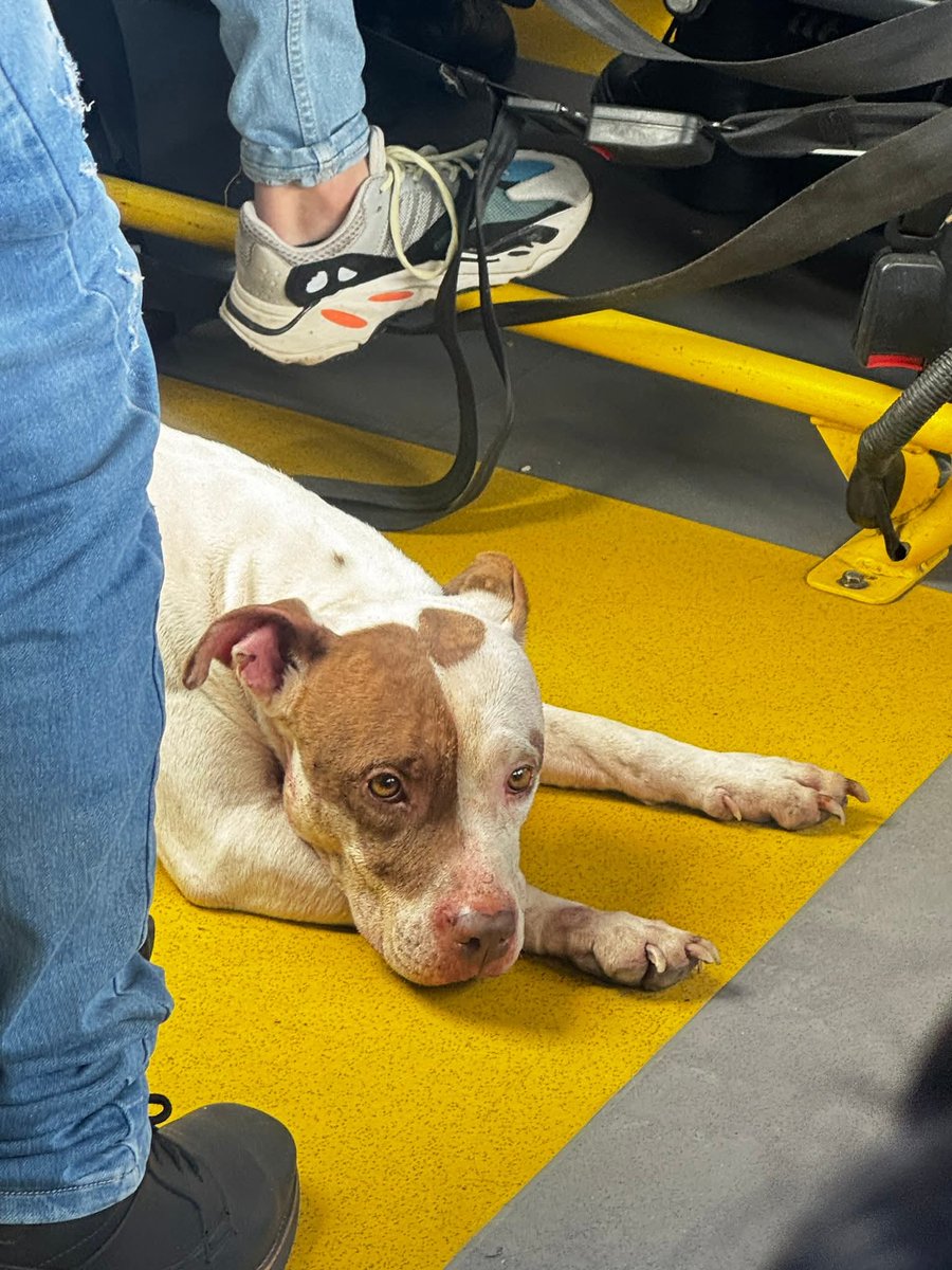 Lady Cats 🐈⬛💓 tweet media