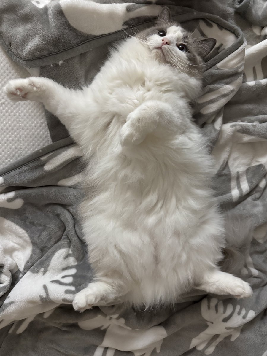 ティアラ👑ぽわぽわラグドール tweet media