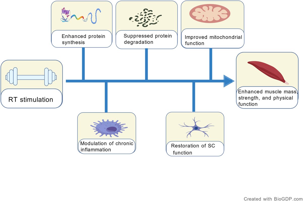 a_garciahermoso's tweet image. 🏋️‍♂️👵 La fuerza ayuda a combatir la #sarcopenia

🔬 Aunque la biología apoya estos beneficios, no todo lo visto en laboratorio se traduce igual en clínica. Aun así, entrenar fuerza sigue siendo clave para envejecer mejor ✅

sciencedirect.com/science/articl…