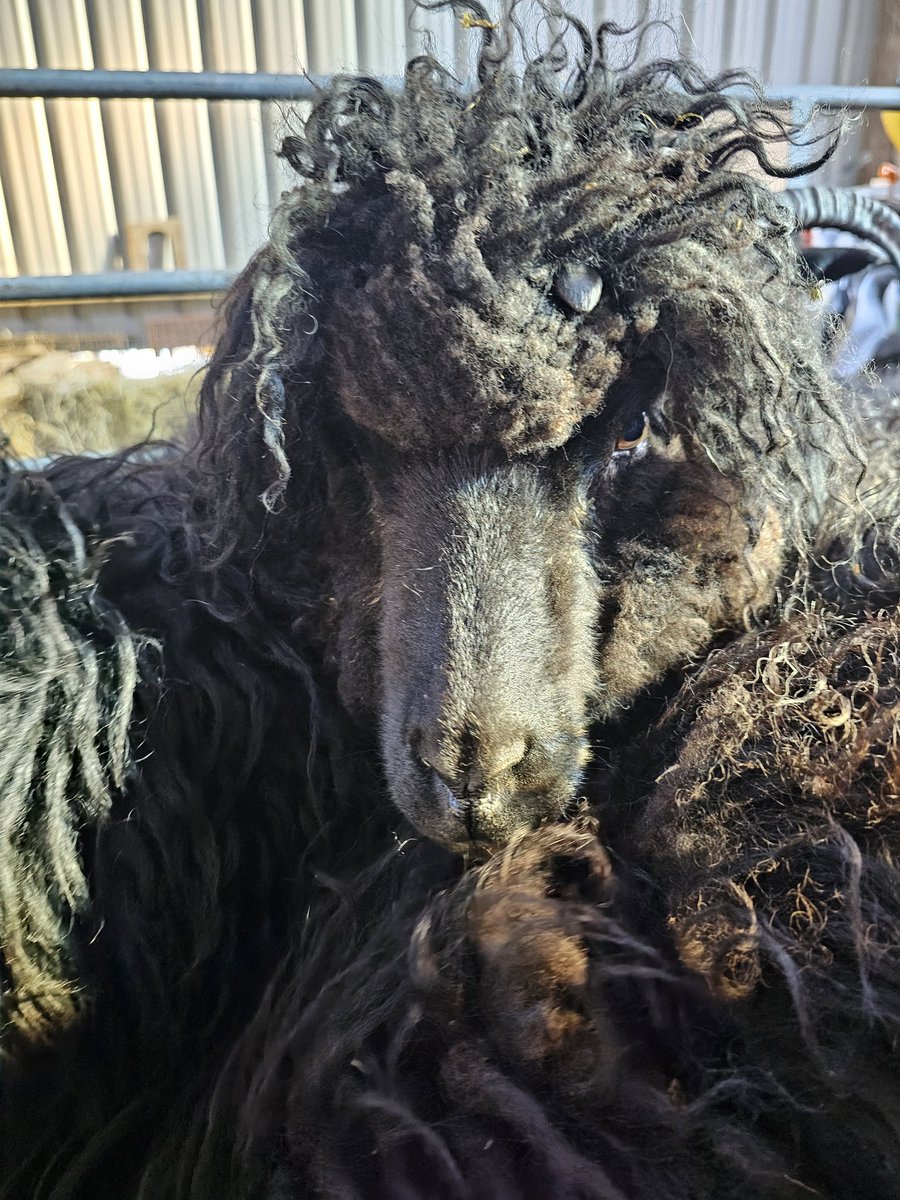 Ardochhebridea1's tweet photo. 😁 #Badhairday #topknot #hebrideansheep https://t.co/RzXULjdQFy