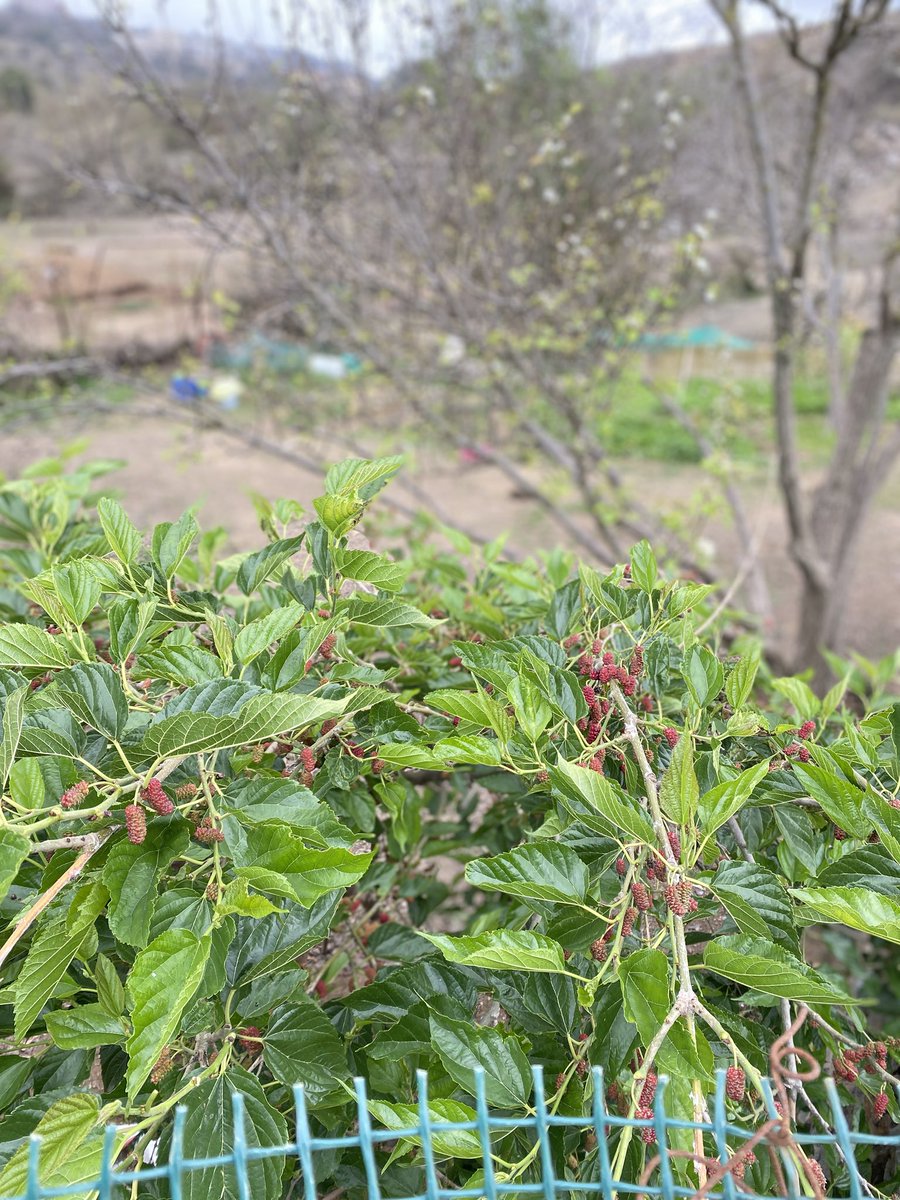 Rand🦒 tweet media