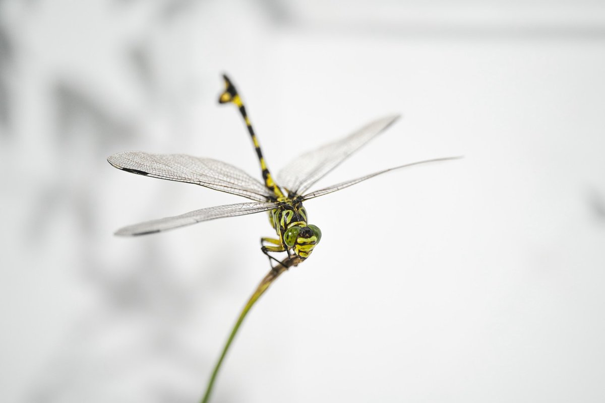 zhang_moO's tweet photo. 展讯：
「绿」 

2026/3/21—5/31
13:00-18:00
IMAGELESS Photography Center
上海万航渡路 889号1808A https://t.co/w5niygrIKR