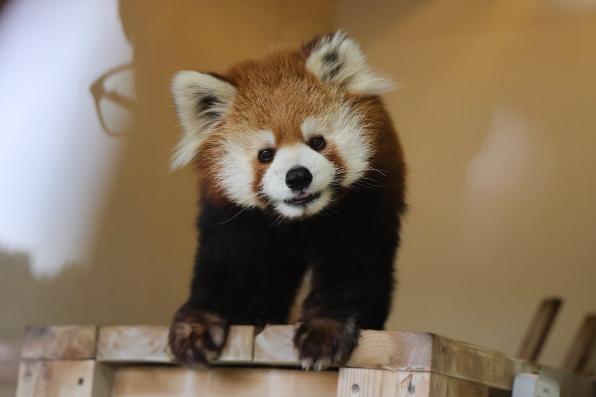 くまぱん tweet media