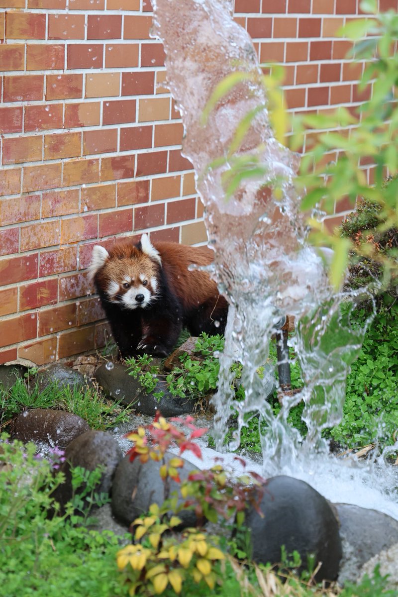 くまぱん tweet media