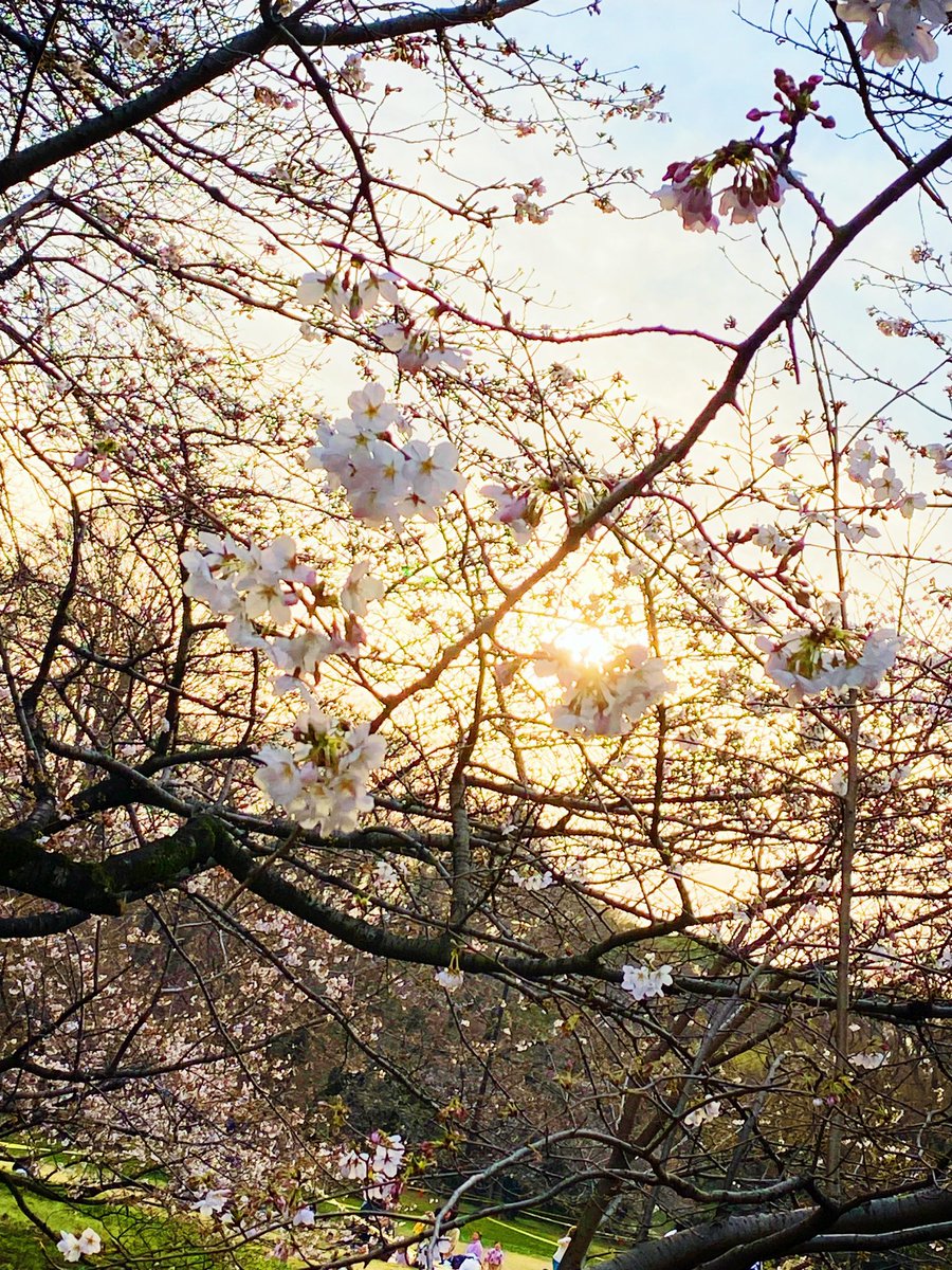 NINO(札幌→東京) tweet media