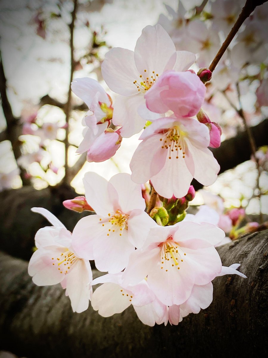 NINO(札幌→東京) tweet media