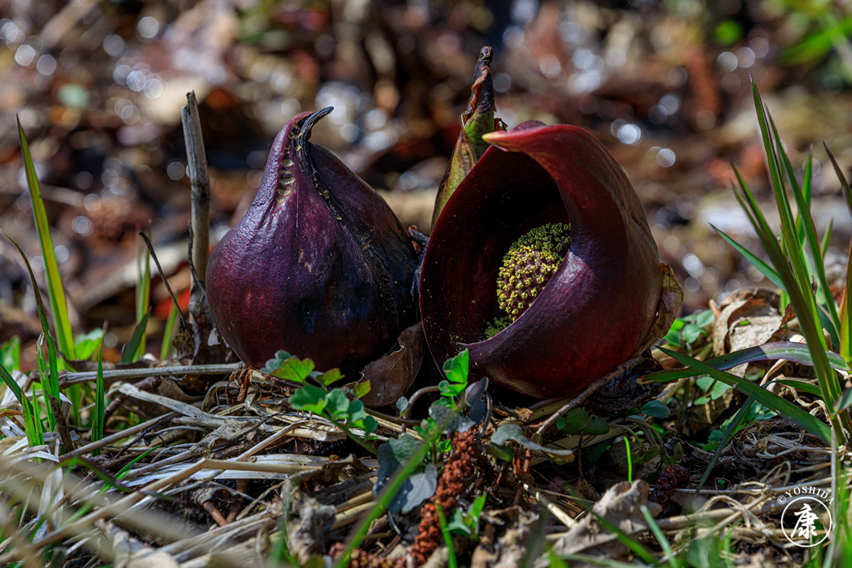 タケコプター tweet media