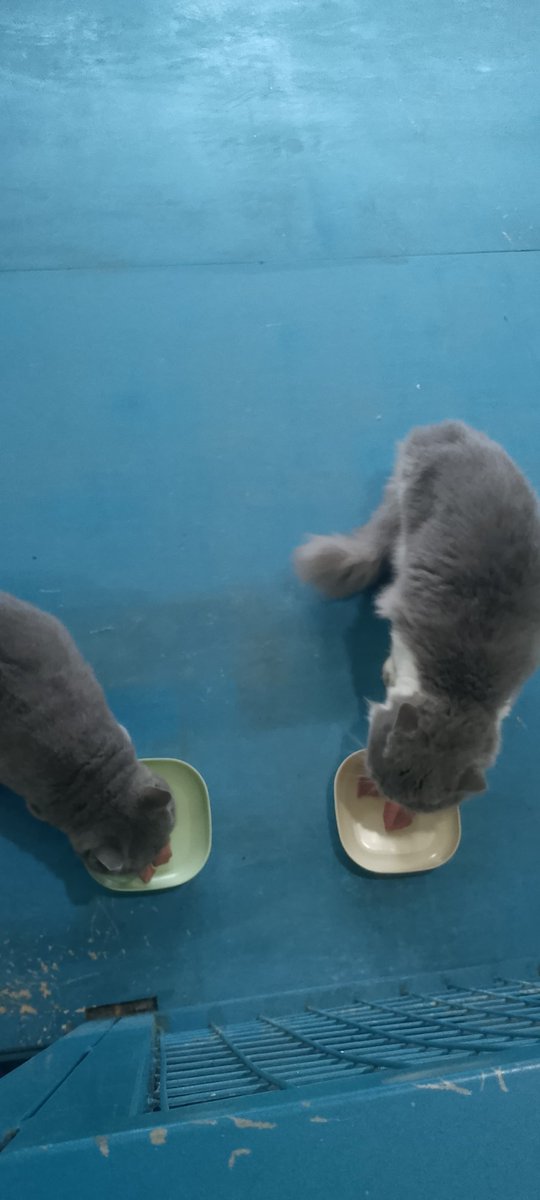 Pet Sitter and cleaning Jogja tweet media