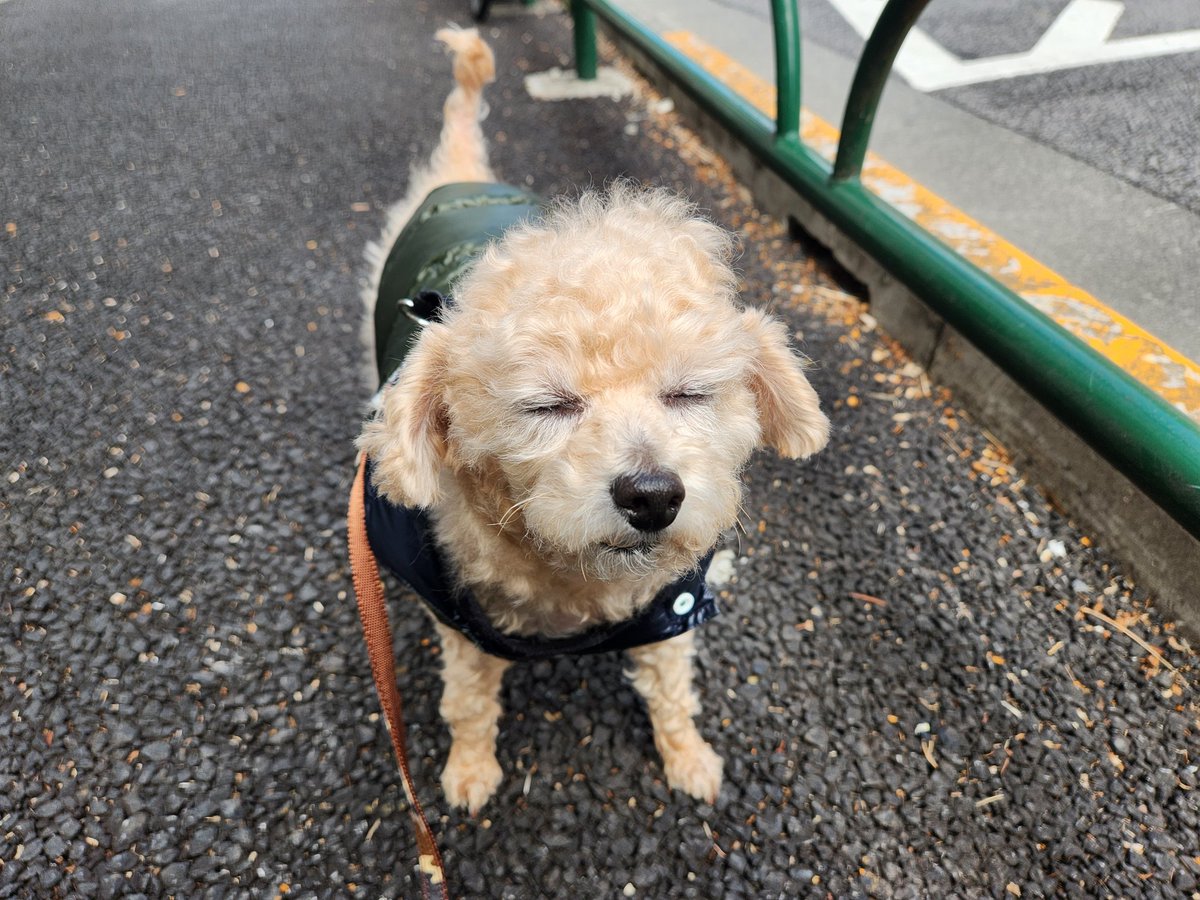 こおり健太official tweet media