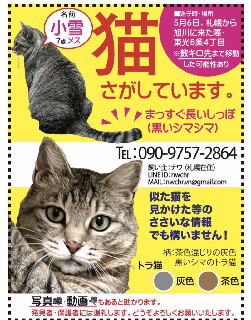 この姿をもう一度みたいです…

小雪がいなくなって2年が
過ぎましたが忘れたことはありません

どこかで元気にやってて欲しいし、
もう一度会いたいです

何気ない情報でも構いません
ご協力お願いいたします

#小雪　#旭川　#迷い猫
#捜索中　#拡散希望　#北海道