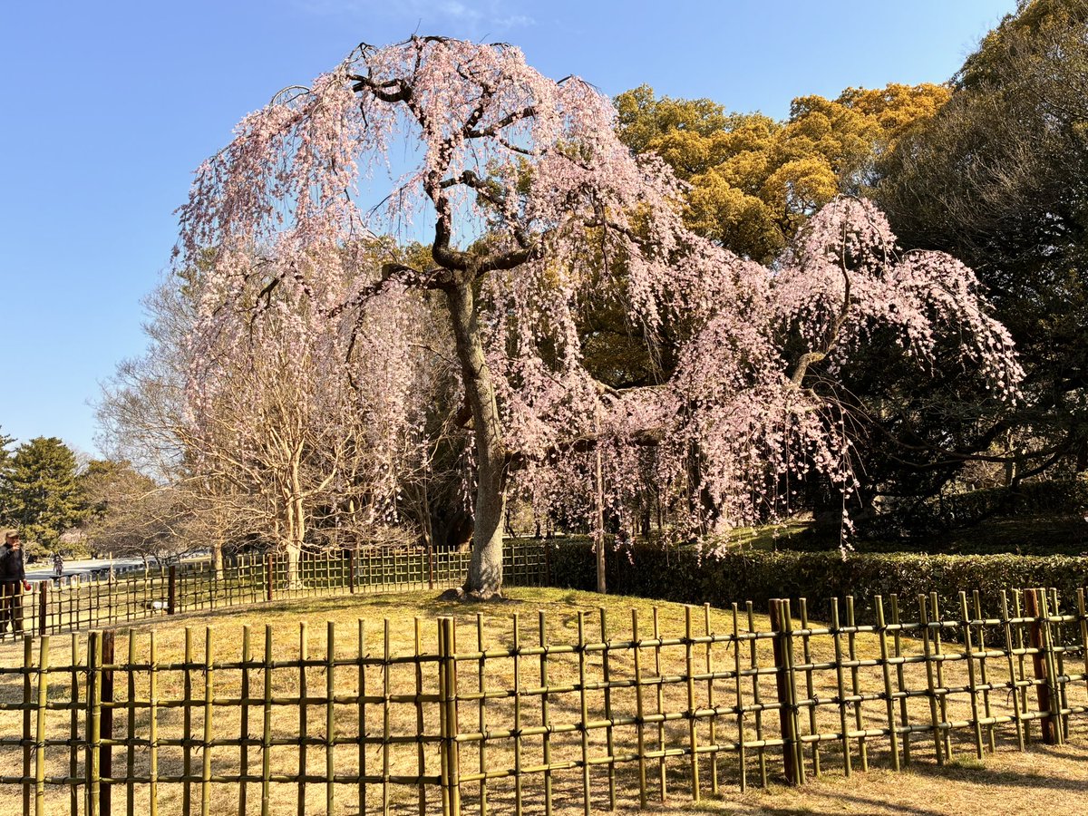 Towardsadream3's tweet photo. I thought it might be a little too early for the cherry blossoms to bloom, but the cherry blossoms at the Kyoto Imperial Palace were truly beautiful.

I was able to feel the arrival of spring a little early https://t.co/ls2LpW4xqr