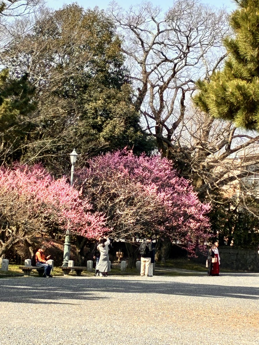 Towardsadream3's tweet photo. I thought it might be a little too early for the cherry blossoms to bloom, but the cherry blossoms at the Kyoto Imperial Palace were truly beautiful.

I was able to feel the arrival of spring a little early https://t.co/ls2LpW4xqr