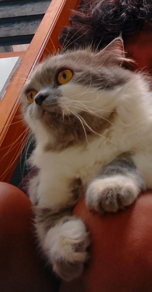 Pet Sitter and cleaning Jogja tweet media