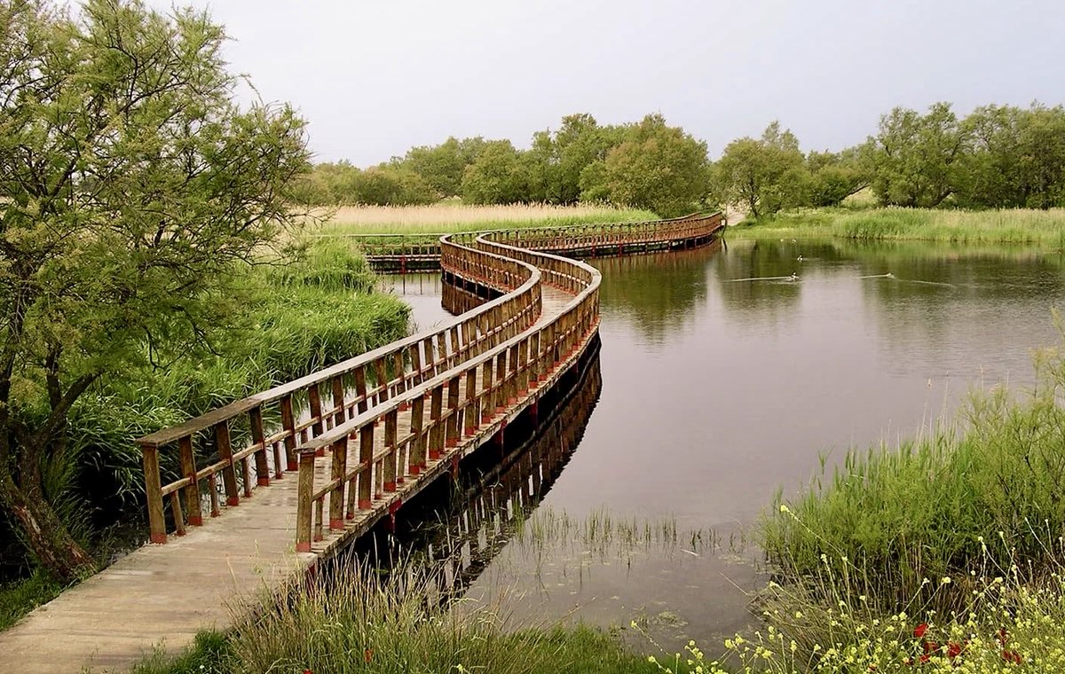 Francisco Martínez Arroyo tweet media